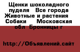 Щенки шоколадного пуделя - Все города Животные и растения » Собаки   . Московская обл.,Бронницы г.